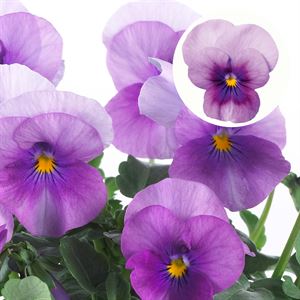 Afbeelding van Viola P9 kleinbloemig Orchid